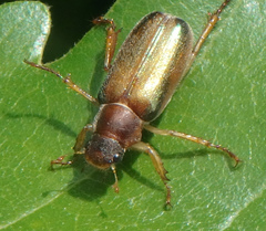 Dichelonyx linearis