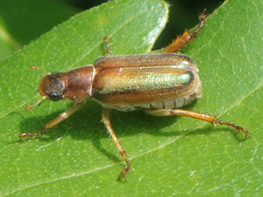 Dichelonyx linearis