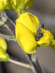 Acmaeodera cisti