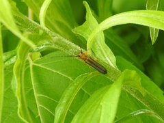 Oberea tripunctata