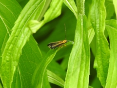 Oberea tripunctata