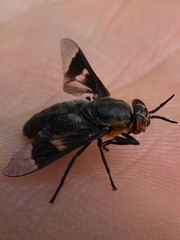 Chrysops cincticornis