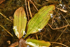 Potamogeton coloratus