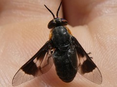 Chrysops cincticornis
