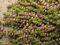 Illecebrum verticillatum