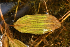 Potamogeton coloratus