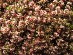 Illecebrum verticillatum