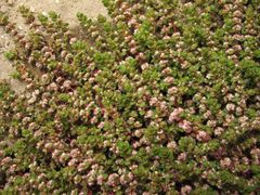 Illecebrum verticillatum