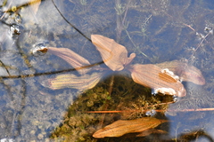Potamogeton coloratus