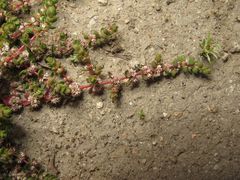 Illecebrum verticillatum