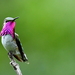Bumblebee Hummingbird - Photo (c) Roberto González, some rights reserved (CC BY-NC), uploaded by Roberto González