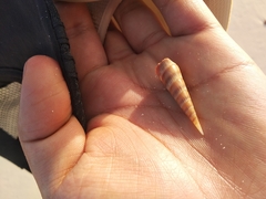 Terebrinae
