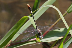 Erpetogomphus lampropeltis