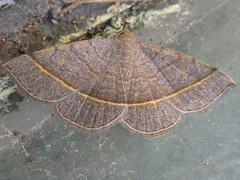 Paracolax trilinealis