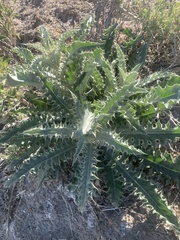 Cirsium mohavense