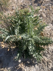 Cirsium mohavense
