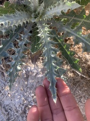 Cirsium mohavense