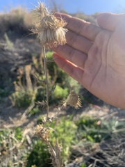 Cirsium mohavense