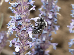 Melecta curvispina