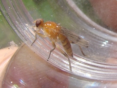 Delininae