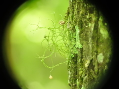 Usnea trichodea