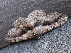 Satoblephara parvularia