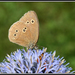 Aphantopus hyperanthus - Photo (c) Didier, μερικά δικαιώματα διατηρούνται (CC BY-SA)