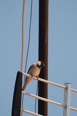 Passer domesticus