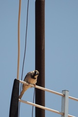 Passer domesticus