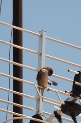 Passer domesticus