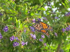 Danaus plexippus