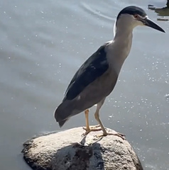 Nycticorax