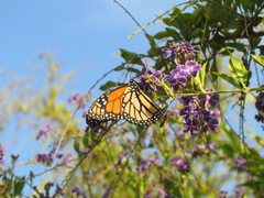 Danaus plexippus
