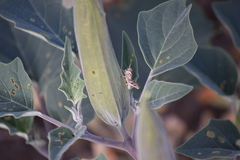 Melanoplus cinereus