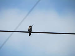 Trochilidae