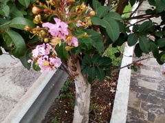 Lagerstroemia indica