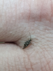 Ptinomorphus imperialis