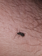 Ptinomorphus imperialis