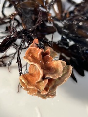 Lithophyllum carpophylli