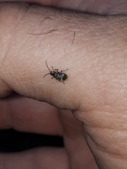 Ptinomorphus imperialis