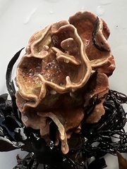 Lithophyllum carpophylli