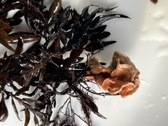 Lithophyllum carpophylli