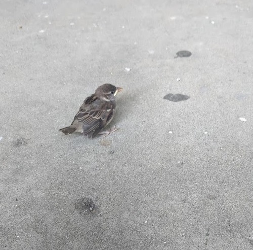 House Sparrow photographed in Michigan