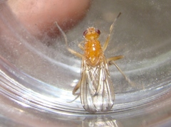 Delininae
