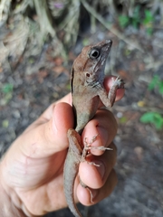 Anolis cybotes