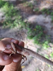 Anolis cybotes