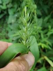 Elymus macgregorii