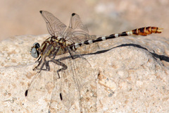Erpetogomphus lampropeltis