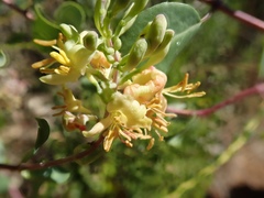 Lonicera subspicata denudata