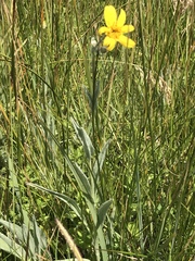 Arnica chamissonis incana